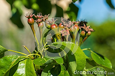 Close-up of small pears growing on pear tree fruit tree. Stock Photo