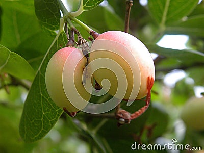 Fruits of Coco Plum tree Stock Photo