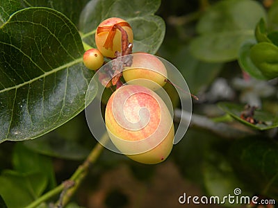 Small fruits of Coco Plum tree Stock Photo