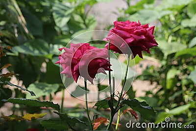 Close-up of small red roses Stock Photo