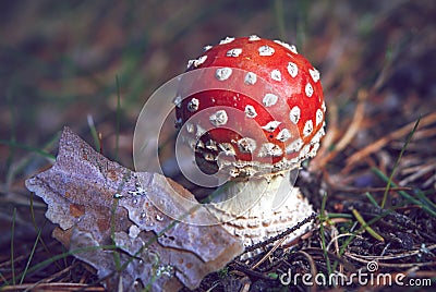 Close-up of a small, round red and white fly agaric, Amanita muscaria, in autumn. Stock Photo