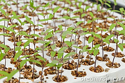 Close-up of small tomato plants in a greenhouse Stock Photo