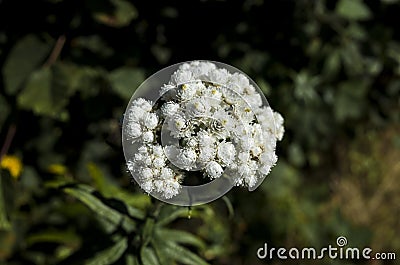 Close up of small white beautiful wildflowers Stock Photo