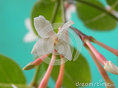 White color flower of Coco Plum tree Stock Photo