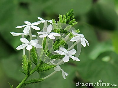 Close up Small white flower of Ceylon leadwort, White leadwort or Plumbago zeylanica. Stock Photo