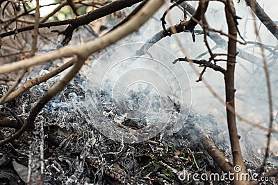 Close up of Smoke and ashes from burning forests Stock Photo