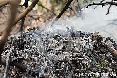 Close up of Smoke and ashes from burning forests Stock Photo