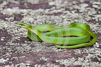 Smooth Green Snake Stock Photo