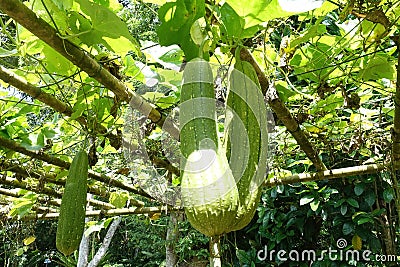 Close up of Smooth Luffa in the garden. Stock Photo