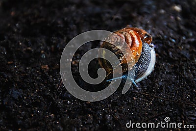 Close up of snail on dark soil Stock Photo