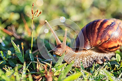 Close up snail on grass Stock Photo