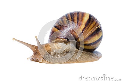 Close up of Snail isolated on white background. Stock Photo