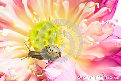 Close up of snail on lotus flowers Stock Photo