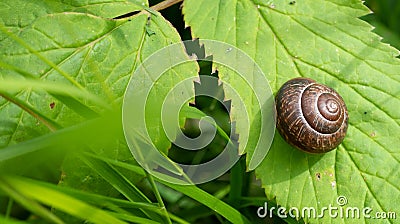 close up snail walk on green leaf Stock Photo