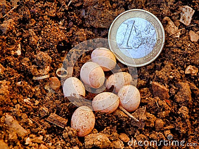 Snake Eggs Stock Photo