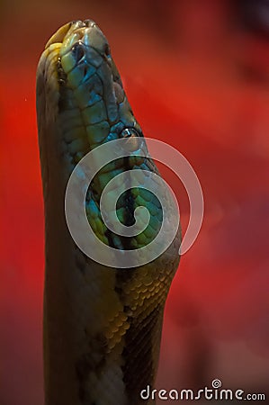 Close up snake portrait. Looking. Stock Photo