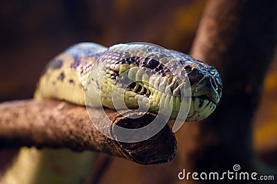 Close-up on a snake on a tree branch Stock Photo