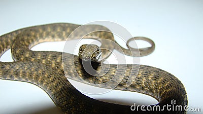 Close up of Snake on a white background. snake isolated. Closeup of water snake is a non venomous. Snake in the studio Veterinari Stock Photo