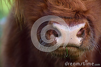 Close up of the snout of a highland cattle, which is brown and very shaggy and hairy, with a blade of grass in its mouth Stock Photo