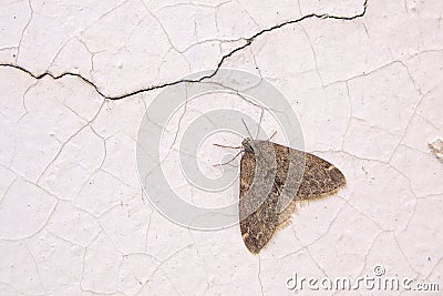 Snout moth Stock Photo