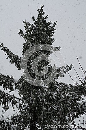 Close-up of snow-covered trees and branches on the background of a blizzard and blizzard with a soft rear angle. Stock Photo