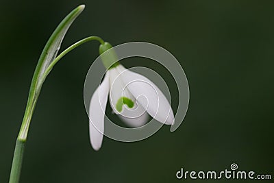 Close up of snow drop flower Stock Photo