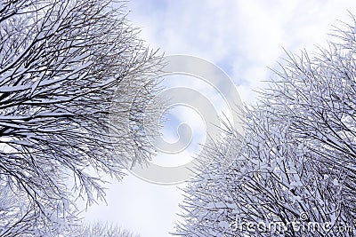 Close up of snow on tree Christmas winter background Thuja tree green branch covered with snow in winter park alley. Christmas Stock Photo