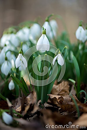 Close up of snowdrop flowers blooming in sunny spring day Stock Photo