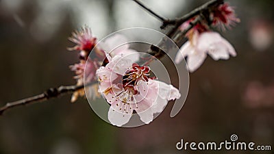 Close-up of snowflakes falling on cherry tree blossoms during the spring season. The footage captures the beauty of nature, Stock Photo