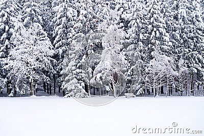 Close up of snowy pine trees with bench on a winter landscape Stock Photo