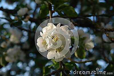 A close up of snowy white flowers of apple tree of the 'Shtrifel' variety Stock Photo