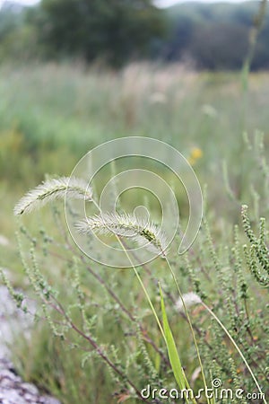 Plumes of grass 1919 Stock Photo