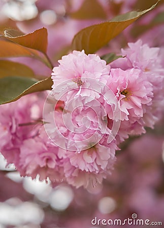 Close up of soft pink Prunus Accolade flowers in spring. Japanesse cherry Kanzan also known as East asian cherry Stock Photo