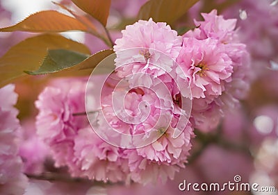 Close up of soft pink Prunus Accolade flowers in spring. Japanesse cherry Kanzan also known as East asian cherry Stock Photo