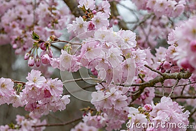 Prunus Accolade Stock Photo