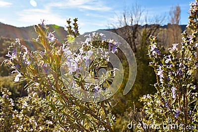 close up of some aromatic purple flowers of a bush called rosemary very used herb in the culinary gastronomy. The flowers of Stock Photo