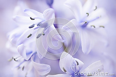 Close up of some a Bluebell Stock Photo