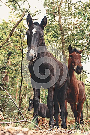 Close up of some curious horses in the middle of the forest looking straight to camera during a bright day Stock Photo
