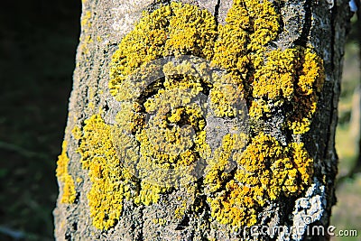 Mosses and trunk Stock Photo