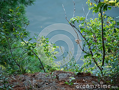 Close Plants, Distant River Stock Photo
