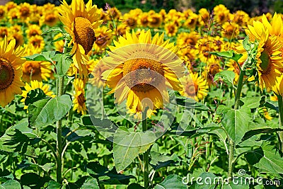 Close up of some sunflowers in a field. Field of sunflowers on a windy summer day. Stock Photo