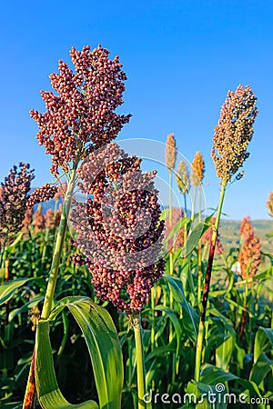 Sorghum field Stock Photo