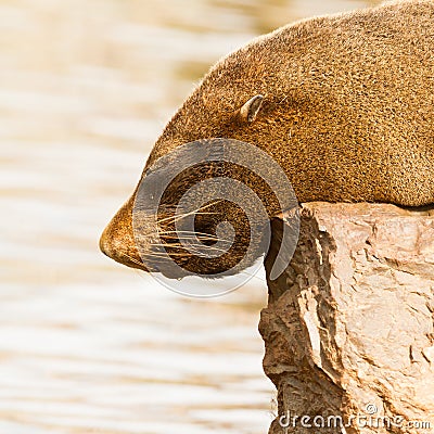 The close up of South American sea lion Stock Photo