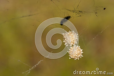 Southern Black Widow Spider Eggs Stock Photo