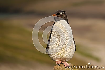 Close up of Southern rockhopper penguin standing on stone Stock Photo