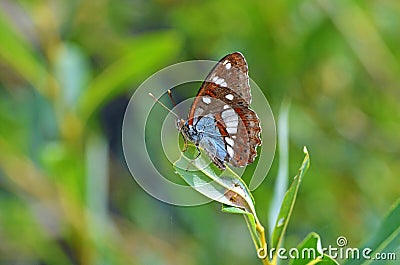 Limenitis reducta, the southern white admiral butterfly Stock Photo