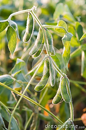 Close up of the soy bean Stock Photo