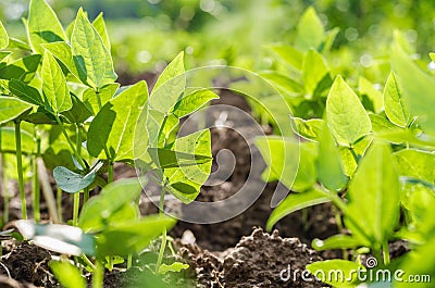 Close up Soybean field in farm agricultural Stock Photo
