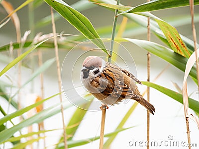 Close-up of sparrow on green reed leaves Stock Photo