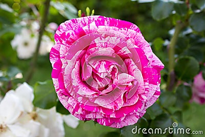 Close-up of a species of a climbing rose bicolour called Stock Photo